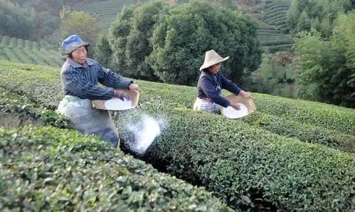 上海帝芙特国际茶业市场经营管理有限公司_上海帝芙特国际茶文化广场_上海帝芙特茶城