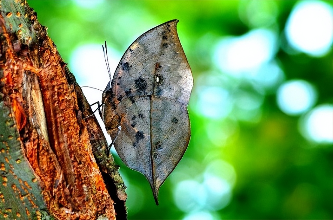 枯叶蝶颜色纹理特征_枯叶蝶伪装技巧_枯叶蝴蝶阅读练习及答案