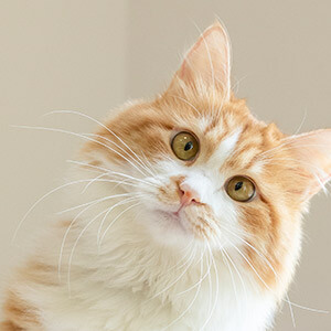 工伤备案情况说明格式_公司拖欠工资劳动局情况说明怎么写_予以矿工的情况说明怎么写