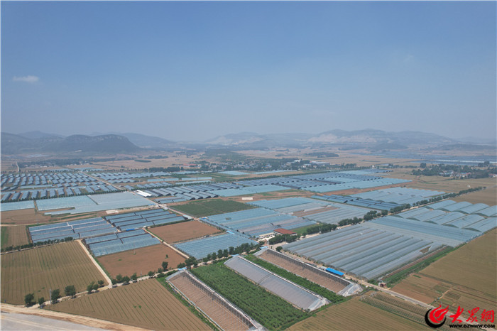 山东东平村庄搬迁规划_梯门镇全域特色农业发展模式_东平县梯门镇特色农业发展