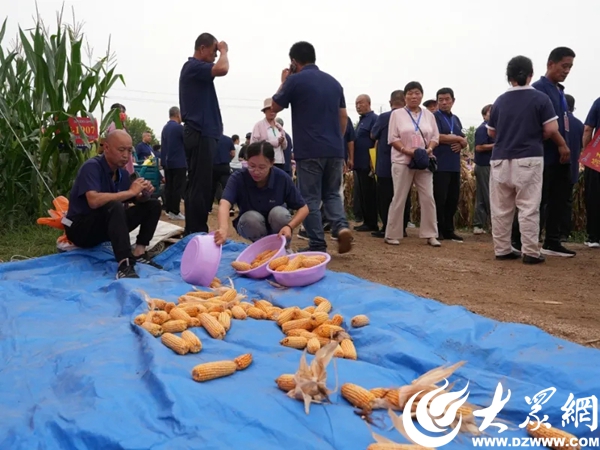 登海玉米种哪个产量高_招远农民丰收节_山东招远农业高质量发展