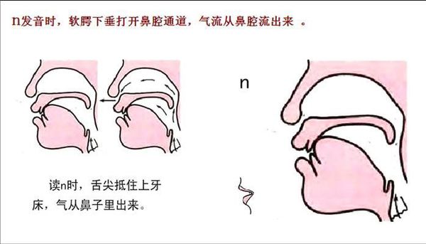 平舌音和翘舌音练习_捏鼻法指导发音_n和l发音方法