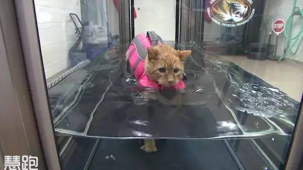 什么牌子跑步机好适合家用_家用跑步机_高端跑步机