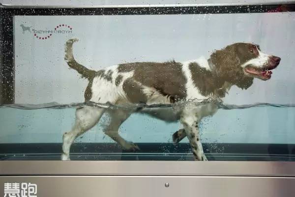 家用跑步机_什么牌子跑步机好适合家用_高端跑步机