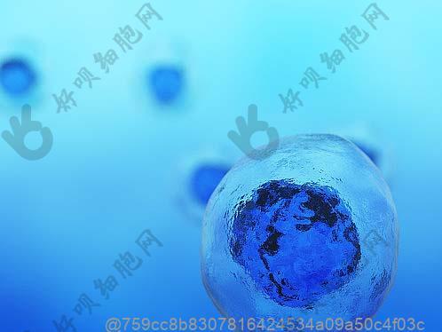 开元棋盘app官方版下载_开元棋盘app官网版下载-跑跑车 中国干细胞机构有哪些公司